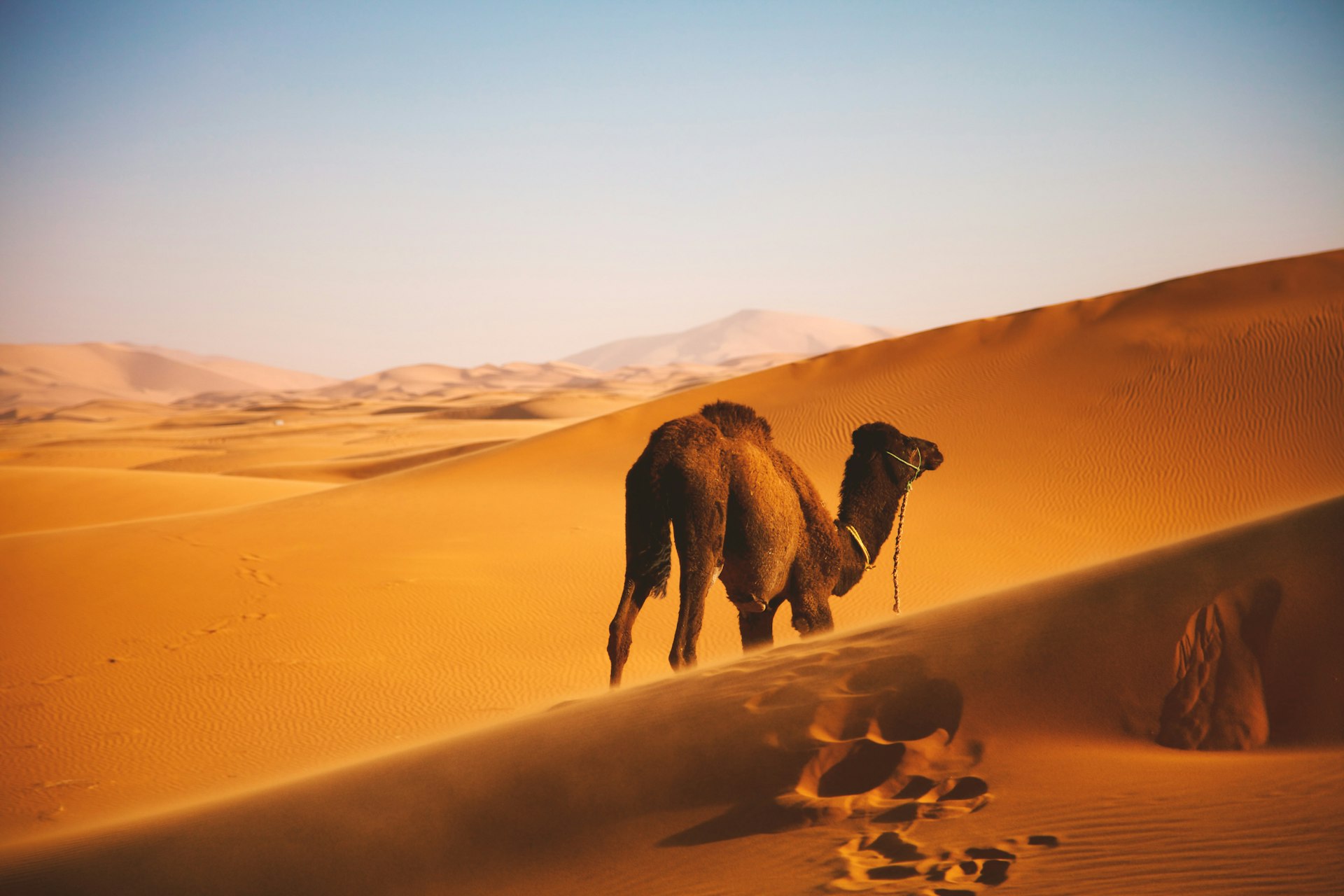 جمل يسير عبر كثبان رملية ذهبية